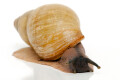 Archachatina porphyrostoma Nigeria B albino shell adult